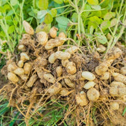 Groundnut Plant Seeds - Vegetable Plant