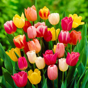 Grow Tulips at Home Garden Seeds - Flower Plant