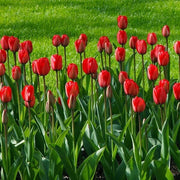 Grow Tulips at Home Garden Seeds - Flower Plant