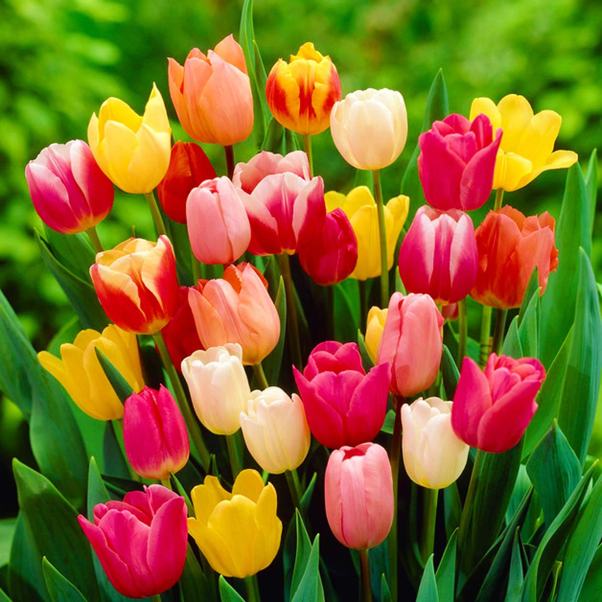 Grow Tulips at Home Garden Seeds