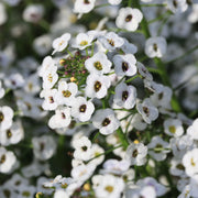 Alyssum Seeds – Lobularia maritima