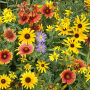 Wildflower Seeds – Mixed Annual & Perennial Species
