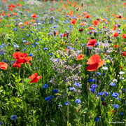 Wildflower Seeds – Mixed Annual & Perennial Species