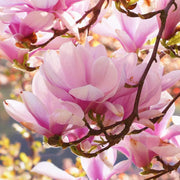 Magnolia Tree Seeds – Magnolia grandiflora
