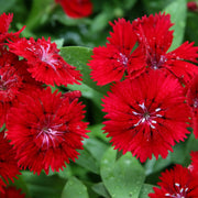 Dianthus Seeds – Dianthus chinensis