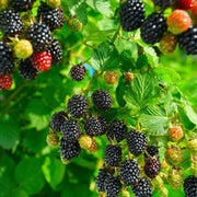 Blackberry Seeds – Rubus fruticosus