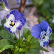 Viola Seeds – Viola cornuta
