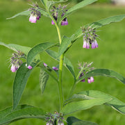 Comfrey Seeds – Symphytum officinale