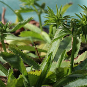 Culantro Seeds – Eryngium foetidum