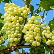 Grape Seeds – Vitis vinifera
