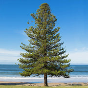 Pine Tree Seeds – Pinus spp.