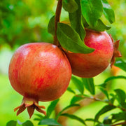 Pomegranate Seeds – Punica granatum