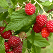 Raspberry Seeds – Rubus idaeus
