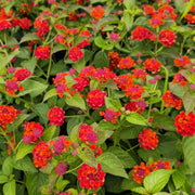 Lantana Seeds – Lantana camara