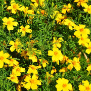 Marigold Seeds – Tagetes spp.