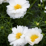 Portulaca Seeds – Portulaca grandiflora