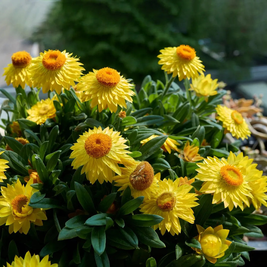 Strawflower Seeds – Xerochrysum bracteatum