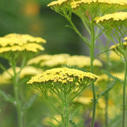 Yarrow Seeds – Achillea millefolium