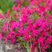 Creeping Phlox Seeds – Phlox subulata