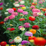 Zinnia Seeds – Zinnia elegans