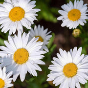 Chrysanthemum Seeds – Chrysanthemum × morifolium