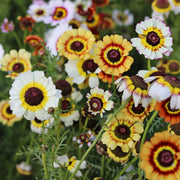 Chrysanthemum Seeds – Chrysanthemum × morifolium