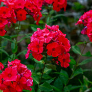 Phlox Seeds – Phlox drummondii