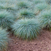 Ornamental Grass Seeds – Poaceae spp.