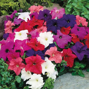 Petunia Seeds – Petunia × hybrida