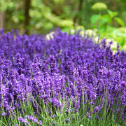 Lavender Seeds – Lavandula angustifolia