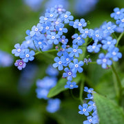 Forget Me Not Seeds – Myosotis sylvatica
