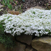Creeping Phlox Seeds – Phlox subulata