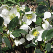 Hellebore Seeds – Helleborus spp.