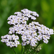 Yarrow Seeds – Achillea millefolium