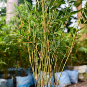 Bamboo Seeds – Bambusoideae spp.