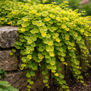 Creeping Jenny Seeds – Lysimachia nummularia