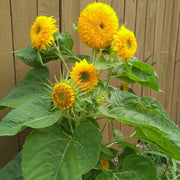 Sunflower Seeds – Helianthus annuus