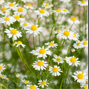 Chamomile Seeds – Matricaria chamomilla