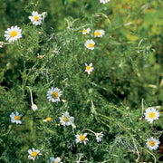 Chamomile Seeds – Matricaria chamomilla