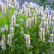 Catmint Seeds – Nepeta spp.