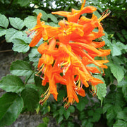 Honeysuckle Seeds – Lonicera spp.