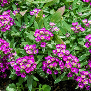 Alyssum Seeds – Lobularia maritima