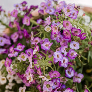 Alyssum Seeds – Lobularia maritima