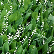 Lily of the Valley Seeds – Convallaria majalis