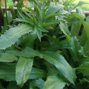 Culantro Seeds – Eryngium foetidum