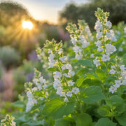 Catnip Seeds – Nepeta cataria