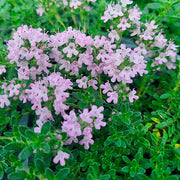 Creeping Thyme Seeds – Thymus serpyllum