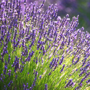 Lavender Seeds – Lavandula angustifolia