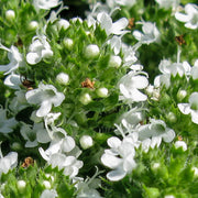 Creeping Thyme Seeds – Thymus serpyllum