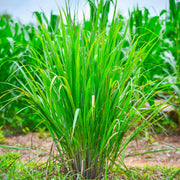 Lemongrass Seeds – Cymbopogon citratus